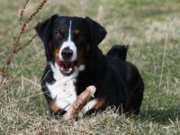 Appenzeller Sennenhund-Hundezüchter in Thüringen (20. Ergebnis)