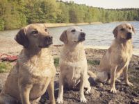 Labrador Retriever-Hundezüchter in Hamburg (9. Ergebnis)