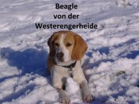 Beagle-Hundezüchter in Nordrhein-Westfalen (2. Ergebnis)