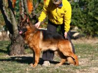Deutscher Schäferhund-Hundezüchter in Rhône-Alpes (1. Ergebnis)