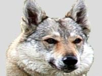 Tschechoslowakischer Wolfshund-Hundezüchter in St. Gallen (2. Ergebnis)