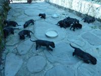 Irish Wolfhound-Hundezüchter in Spanien (4. Ergebnis)