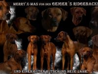 Rhodesian Ridgeback-Hundezüchter in Nordrhein-Westfalen (6. Ergebnis)
