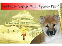 Shiba Inu-Hundezüchter (1. Ergebnis)