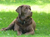 Labrador Retriever-Hundezüchter in Niedersachsen (9. Ergebnis)