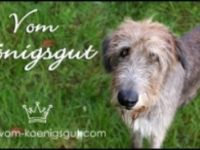 Irish Wolfhound-Hundezüchter (15. Ergebnis)