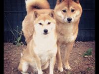 Shiba Inu-Hundezüchter (7. Ergebnis)
