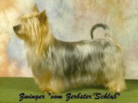 Australian Silky Terrier-Hundezüchter in Sachsen-Anhalt (1. Ergebnis)