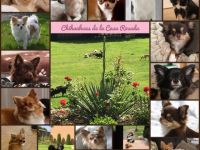 Chihuahua-Hundezüchter in Nordrhein-Westfalen (14. Ergebnis)