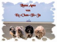 Lhasa Apso-Hundezüchter (8. Ergebnis)