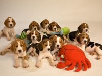 Beagle-Hundezüchter (12. Ergebnis)