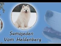 Samojede-Hundezüchter (1. Ergebnis)