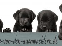 Labrador Retriever-Hundezüchter in Rheinland-Pfalz (6. Ergebnis)
