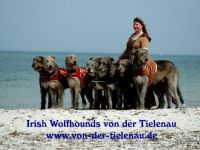 Irish Wolfhound-Hundezüchter (3. Ergebnis)