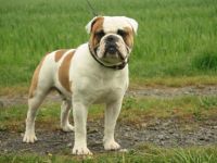 Englische Bulldogge-Hundezüchter (8. Ergebnis)