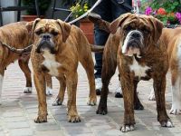 Continental Bulldog-Hundezüchter (15. Ergebnis)