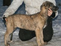 Irish Wolfhound-Hundezüchter in Olmütz (1. Ergebnis)