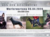 Deutscher Schäferhund-Hundezüchter in Berlin (11. Ergebnis)