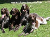 Deutsch-Kurzhaar-Hundezüchter (3. Ergebnis)