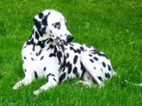 Dalmatiner-Hundezüchter (8. Ergebnis)