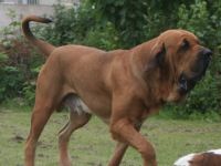 Fila Brasileiro-Hundezüchter (4. Ergebnis)