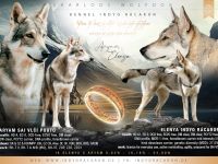 Saarloos-Wolfhund-Hundezüchter (6. Ergebnis)
