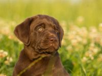 Labrador Retriever-Hundezüchter (2. Ergebnis)