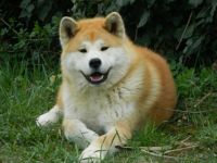 Akita Inu-Hundezüchter (10. Ergebnis)