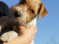 Jack Russell Terrier-Hundezüchter (15. Ergebnis)