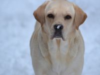 Labrador Retriever-Hundezüchter in Niedersachsen (10. Ergebnis)