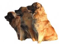 Leonberger-Hundezüchter (11. Ergebnis)