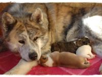 Akita Inu-Hundezüchter in Großpolen (3. Ergebnis)