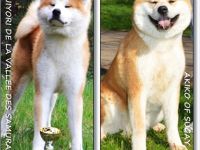 Akita Inu-Hundezüchter (18. Ergebnis)