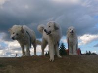 Pyrenäen-Berghund-Hundezüchter in Thüringen (1. Ergebnis)