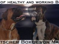 Boxer-Hundezüchter (2. Ergebnis)