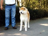 Akita Inu-Hundezüchter in Nordrhein-Westfalen (2. Ergebnis)