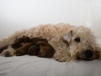 Irish Soft Coated Wheaten Terrier-Hundezüchter (1. Ergebnis)