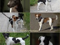 Jack Russell Terrier-Hundezüchter (2. Ergebnis)