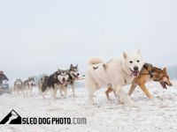 Alaskan Malamute-Hundezüchter (13. Ergebnis)