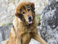 Tibet-Dogge-Hundezüchter in Mährisch-Schlesien (5. Ergebnis)