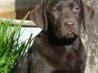 Labrador Retriever-Hundezüchter in Brandenburg (5. Ergebnis)