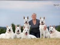 Weißer Schweizer Schäferhund-Hundezüchter (9. Ergebnis)