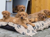 Labrador Retriever-Hundezüchter in Bayern (20. Ergebnis)