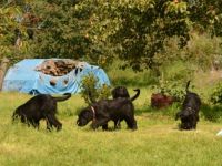 Riesenschnauzer-Hundezüchter in Südmähren (7. Ergebnis)