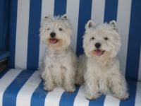 West Highland White Terrier-Hundezüchter (15. Ergebnis)