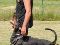 Dobermann-Hundezüchter in Ungarn (17. Ergebnis)