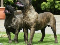 Dogo Canario-Hundezüchter (3. Ergebnis)