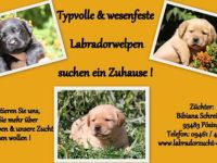 Labrador Retriever-Hundezüchter in Bayern (5. Ergebnis)