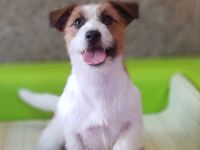 Jack Russell Terrier-Hundezüchter (181. Ergebnis)