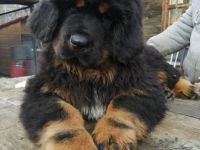 Tibet-Dogge-Hundezüchter in Russland (4. Ergebnis)